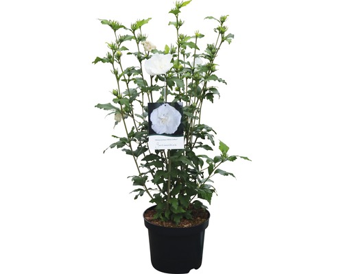 Hibiscus en pot avec des fleurs blanches