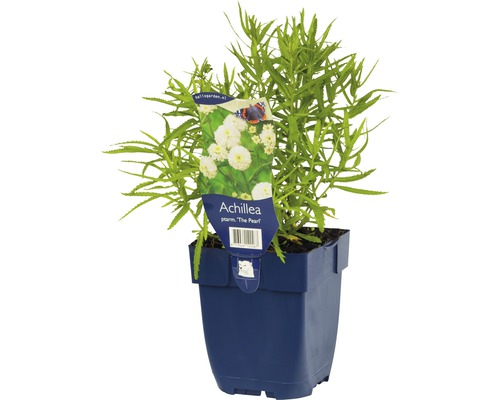 Achillée ptarmique FloraSelf Achillea ptarmica 'The Pearl' h 5-60 cm Co 0,5 l Achillée millefeuille en pot