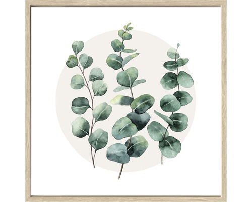 Image encadrée Eucalyptus l 53x53 cm