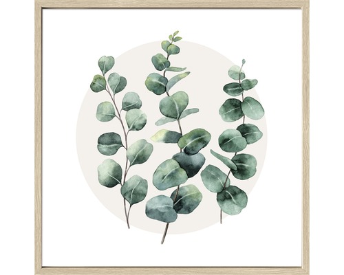 Image encadrée Eucalyptus l 53x53 cm Image encadrée Eucalyptus l 53x53 cm