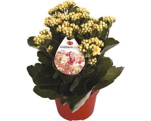 Kalanchoé de Blossfeld jaune FloraSelf Kalanchoe blossfeldiana Gardenlina™ pot Ø 12 cm
