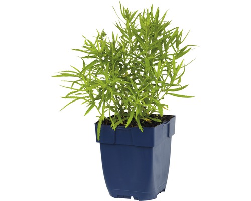 Euphorbe des bois dans un pot