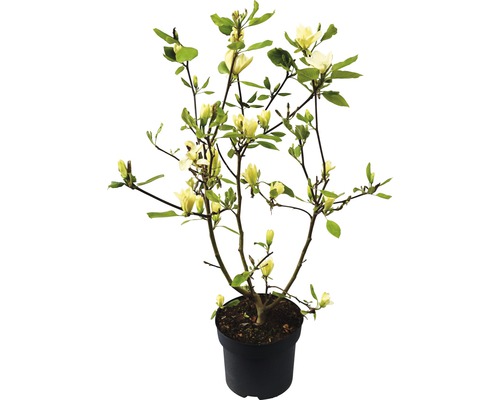 Gelbe Magnolie im Topf für den Garten