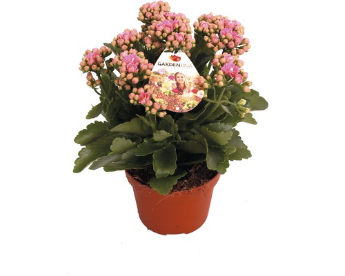 Kalanchoé de Blossfeld rose FloraSelf Kalanchoe blossfeldiana Gardenlina™ pot Ø 12 cm