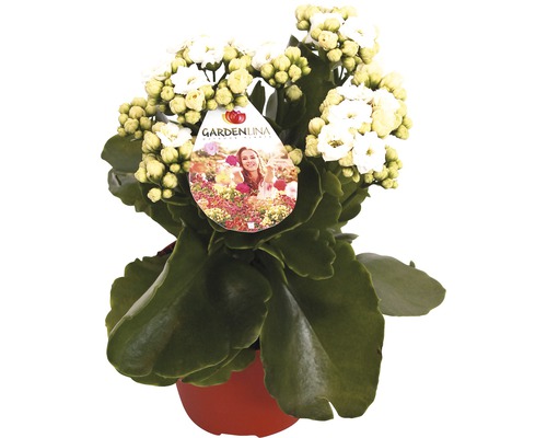 Kalanchoé de Blossfeld blanc FloraSelf Kalanchoe blossfeldiana Gardenlina™ pot Ø 12 cm