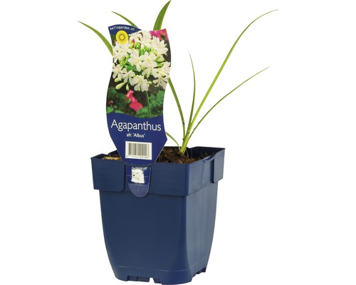 Agapanthe d'Afrique FloraSelf Agapanthus africanus 'Albus' h 5-30 cm Co 0,5 l Agapanthe ''Albus'' en pot