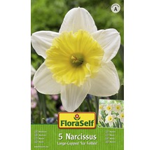 Bulbes FloraSelf narcisse 'Ice Follies' blanc-jaune 5 pces