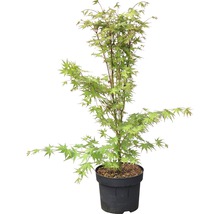 Érable japonais en pot