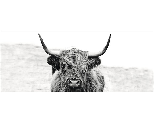 Tableau en verre Highland écossais Cattle ll 50x125 cm