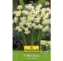 Bulbes FloraSelf narcisses Tazetta 'Minnow' blanc-jaune 6 pces-thumb-1