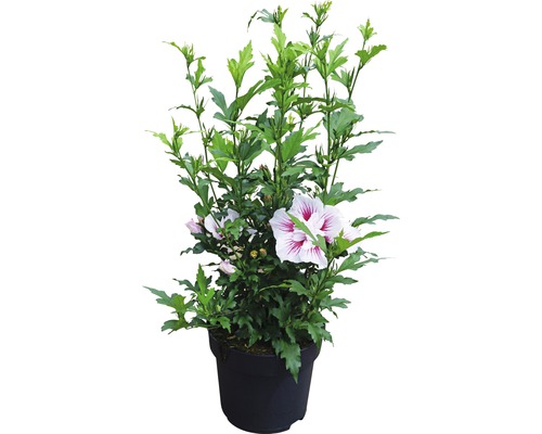 Hibiscus en pot avec feuilles et fleurs