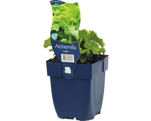 Alchémille en pot