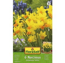 Bulbes FloraSelf narcisses Cylclamineus 'Jetfire' jaune-orange 6 pces-thumb-1