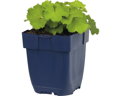 Alchémille dans un pot