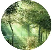 Scène de forêt avec des arbres et des rayons de soleil