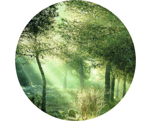 Scène de forêt avec des arbres et des rayons de soleil