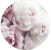 Nahaufnahme von rosa und weißen Pfingstrosen