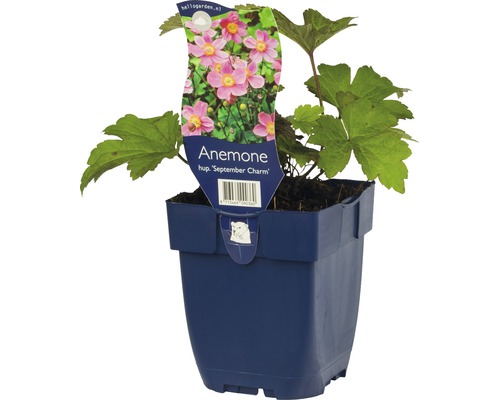 Anémone du Japon FloraSelf Anemone hupehensis var. japonica 'September Charm' h 5-40 cm Co 0,5 l