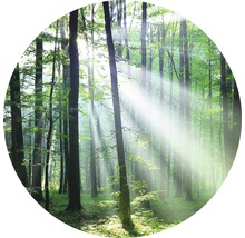 Forêt claire avec rayons de soleil