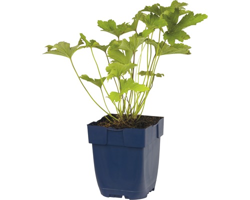 Tiarella dans un pot de fleurs