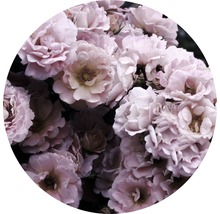 Nahaufnahme von vielen Rosenblüten