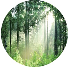 Forêt ensoleillée avec de grands arbres et une végétation luxuriante