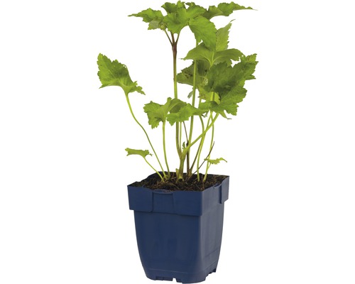 Plante de jardin en pot