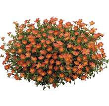 Pourpier à grandes fleurs avec de nombreuses fleurs