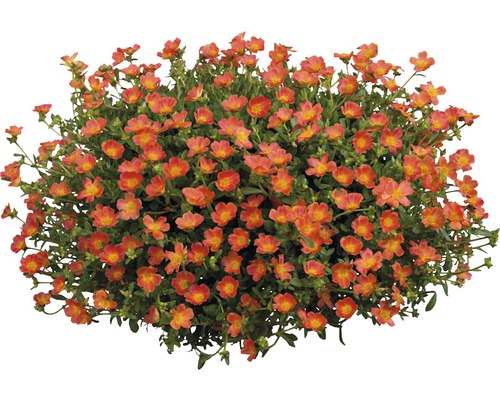 Pourpier à grandes fleurs FloraSelf Portulaca grandiflora pot Ø 21 cm