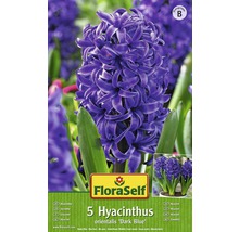 Paquet de cinq jacinthes de la variété Dark Blue