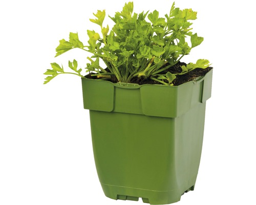 Sellerie Pflanze im Topf