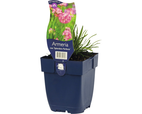 Grasnelke Splendens Perfecta im Topf