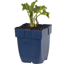 Rhabarberpflanze im blauen Pflanztopf