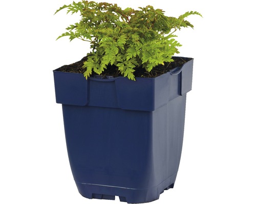 Plant d''érable japonais en pot
