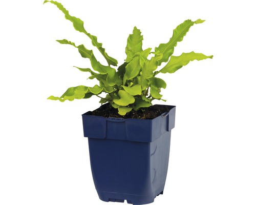 Fausse fougère en pot