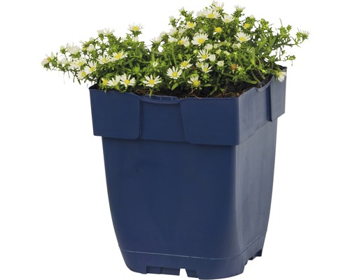 Blumentopf mit weiß blühenden Herbstastern