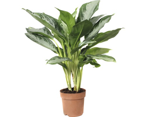 Kolbenfaden FloraSelf Aglaonema commutatum 'Silver Bay' H 55-65 cm Ø 17 cm Topf