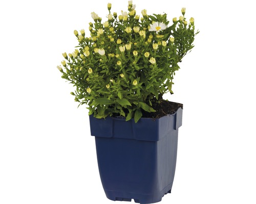 Topfchrysantheme im Topf