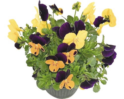 Violette cornue Viola cornuta pot Ø 12 cm assorti
