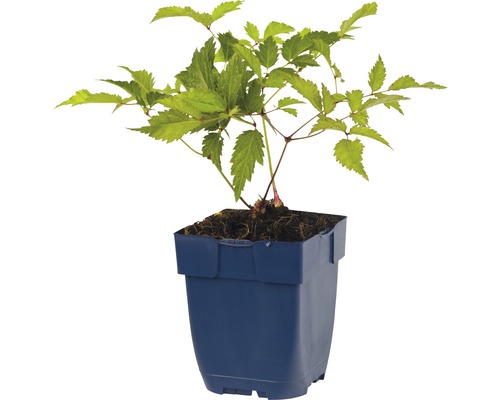 Jeune plante en pot