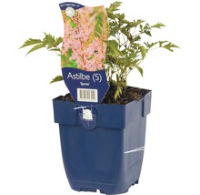 Astilbe en pot