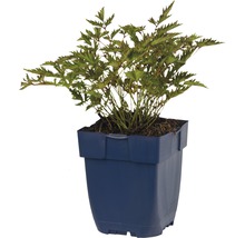 Plante en pot