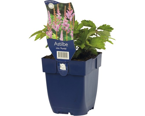 Astilbe chinensis Pumila in einem Topf.