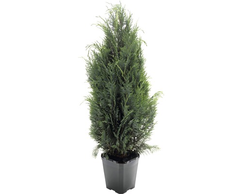 Faux cyprès bleu FloraSelf Chamaecyparis lawsoniana 'Columnaris Glauca' H 125-150 cm en ClickCo