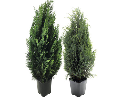 Zwei Topfpflanzen im Topf