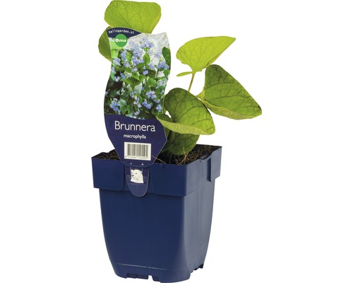 Plante de myosotis du Caucase en pot