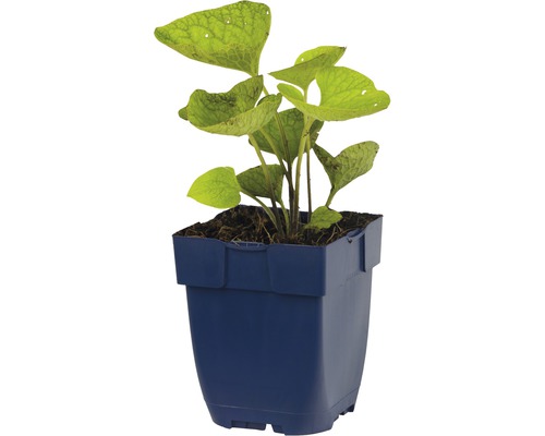 Plante dans un pot