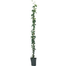 Lierre FloraSelf Hedera hibernica H env. 190 cm Co 5 l-thumb-2