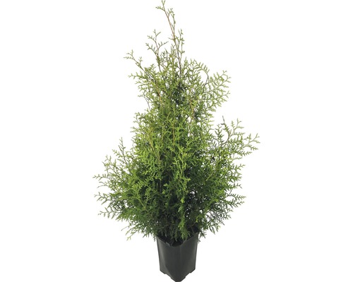 Lebensbaum FloraSelf Thuja occidentalis 'Brabant' H 125-150 cm im ClickCo