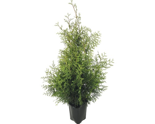 Thuja FloraSelf® Thuja Brabant 125-150 cm